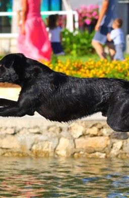 A dog jumping into the water from the shore